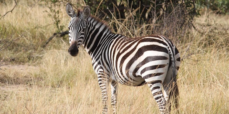 Zebra
