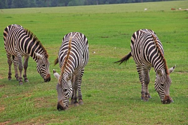 Zebra Safaris