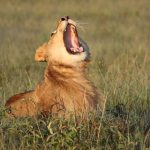 Top Safari Destinations